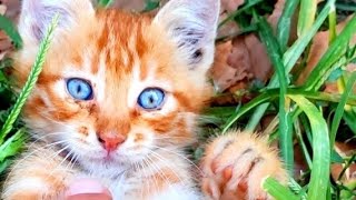 These beautiful eyes are infected, I started treatment.
