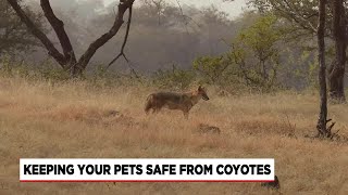 State officials warning pet owners of coyote mating season