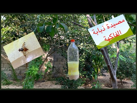 فيديو: ذبابة الكرز: طرق المكافحة