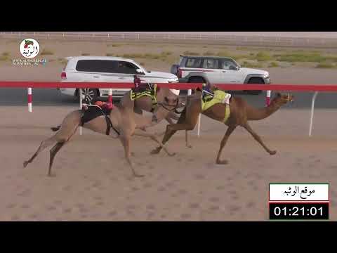 الشوط 5 الشاهينيه ل عبدالله سيف بن حميده الخييلي 2 22 شارة الصندوق 2022 6 19 فطامين رماح