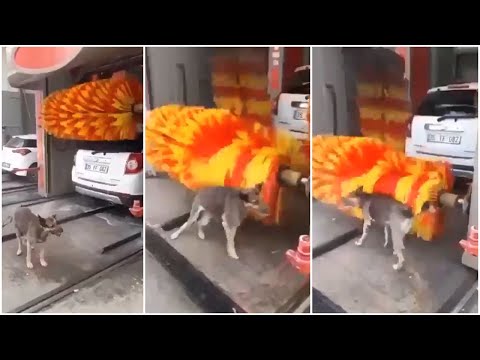 Stray Dog Uses A Car Wash To Shower