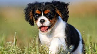 Cavalier King Charles SpanielsNurturing the Charming Challenges