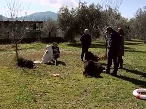 Zonattiva - Come capire i cani