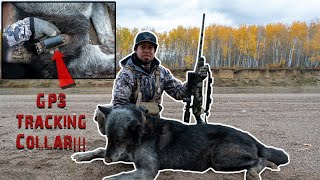 Ancient Old Black Wolf with a GPS Tracking Collar - Northern Alberta Moose Hunt Takes a Massive Turn