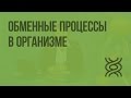 Обменные процессы в организме. Видеоурок по биологии 8 класс