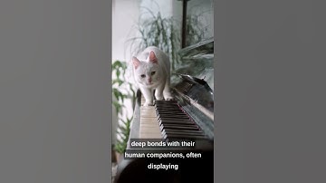 Unveiling the Feline Mystique: A Cat