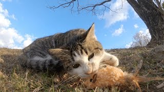 運動神経抜群の野良猫と全力で遊んだ結果・・・