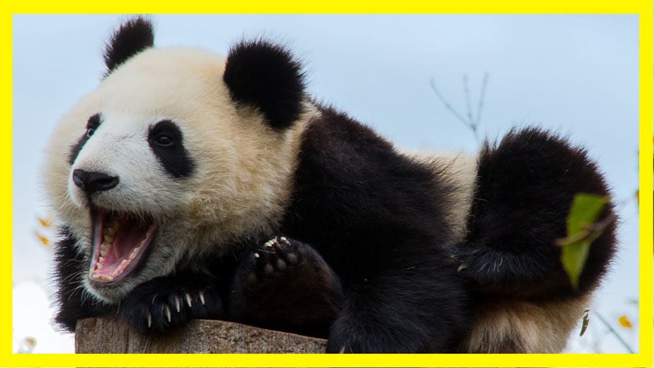 Funny And Cute Panda Compilation 2020 🐼 videos can't stop laughing 🤣🤣 ...