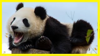 Funny And Cute Panda Compilation 2020 🐼 videos can't stop laughing 🤣🤣 by Animal Story 512 views 3 years ago 10 minutes, 8 seconds