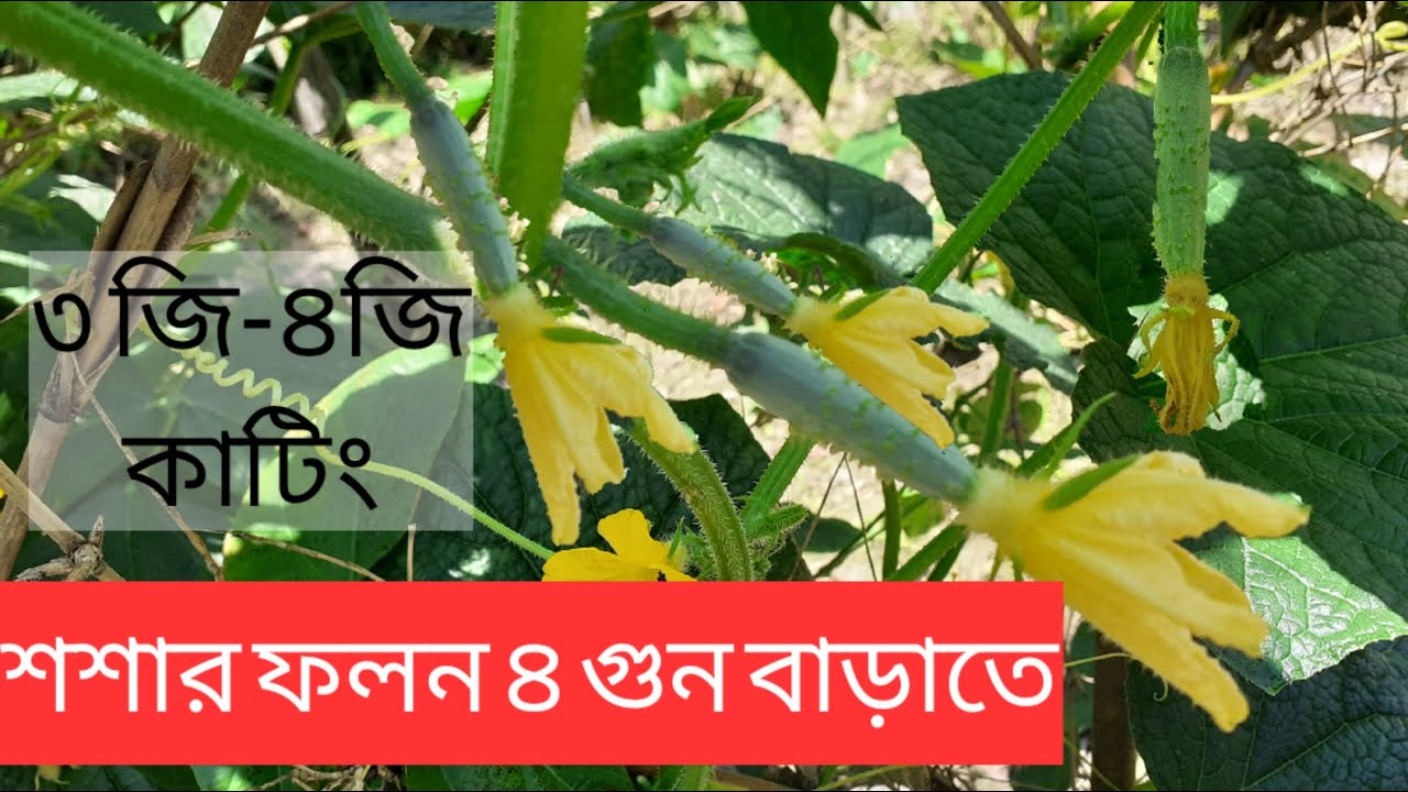 শশার ফলন ৪ গুন বৃদ্ধি করতে শশার ৩ জি কাটিং (হাতে-কলমে)/cucumber 3G cutting