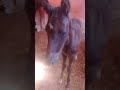 Macha Alah Lah Oma Baryk Wazid Fidalik Yarb 