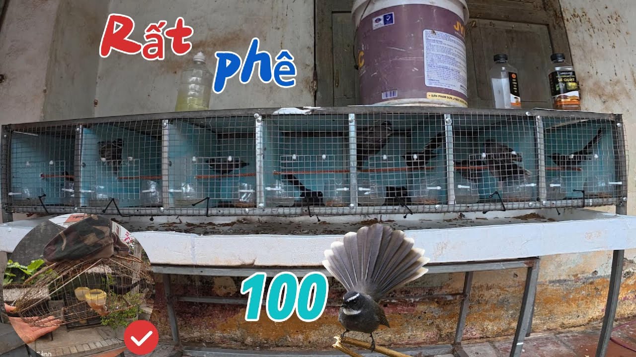 Nuôi, Vào Cám Và Chăm Sóc Hàng Trăm Con Chim Sẻ Quạt Cùng Lúc | Yêu Chim Cảnh