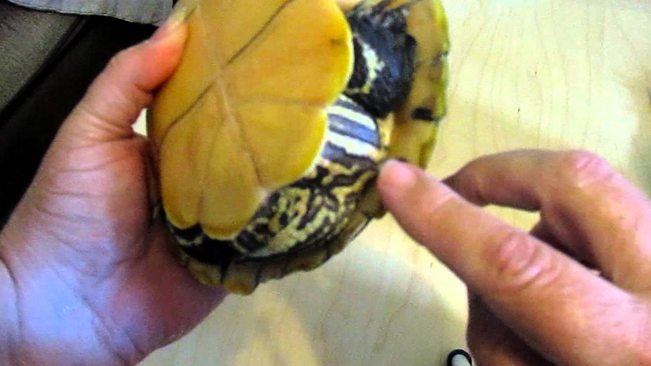 How to Know if Red Eared Slider Turtle is Pregnant? 2