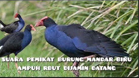 Suara pemikat burung mandar biru ampuh musim kawin ngajak ribut di jamin datang