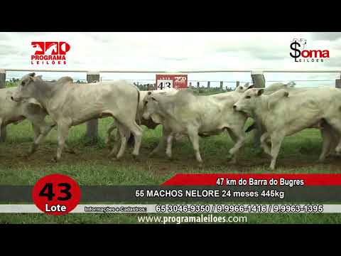 LOTE 43