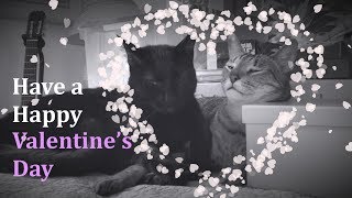 CUTE CAT VALENTINE CARD FOR YOU💙