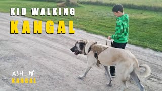 Kid Taking Kangal For A Walk | Turkish Kangal Dog | Ash the Kangal by Ash The Kangal 2,255 views 1 year ago 1 minute, 55 seconds