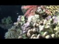 Dahab 2015 HD1080p