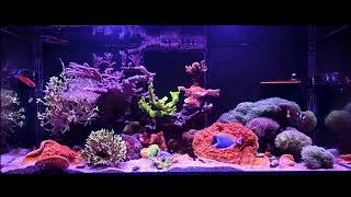 Download Lagu Feeding frozen in Reef Aquarium MP3