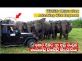 Attack elephant wildlife officer stop attacking wild elephant sri lanka