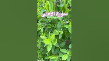 ارح نفسك بهذا الصوت الجميل 💚سورة الأعلى