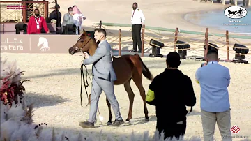 N 5 HAIFA JATHAB   Katara Int  Arabian Peninsula Horse Show 2022   Yearling Fillies Class 1A