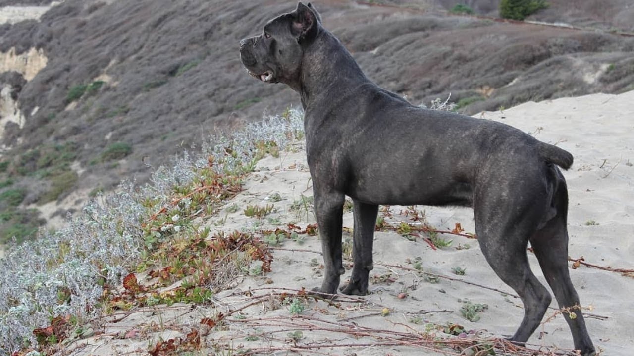 6 Day Cane corso workout for Build Muscle