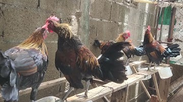 Ntev lawm tsi tau ntsib nej 8 9 tug qaib dib