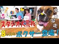 【大型犬】8ヶ月のボクサーが大暴れ!?色々なおもちゃについて紹介したいのに、、、