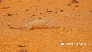 الورل الصحراوي    DESERT MONITOR