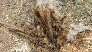 Earth: in the frame // Music by Greg E [nonsegmental]