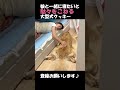 娘と一緒に寝たいと床で駄々をこねる大型犬クッキー#ゴールデンレトリバー #shorts＃箱入りクッキーはゴールデンレトリバー#goldenretriever
