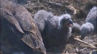 DECORAH NORTH NEST  5/15/2016   9:17 AM  CDT     GRASS BROUGHT IN AND A FEEDING