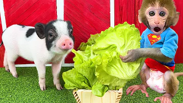 Monkey Baby Bon Bon goes to harvest vegetables and eat watermelon with piglets on the farm