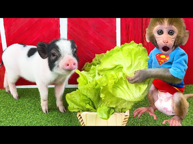 Monkey Baby Bon Bon goes to harvest vegetables and eat watermelon with piglets on the farm class=
