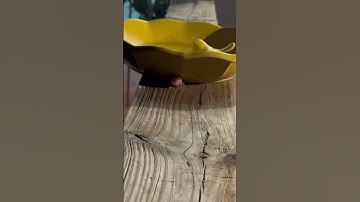 Thumbnail of Little Coqui Frog Calling || ViralHog