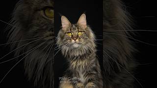 50 shades of brown. #mainecoon #cat #felisgallery #robertsijka