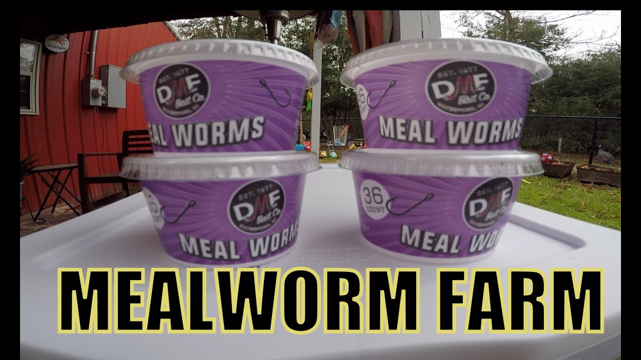 Raise Mealworms At Home For Fishing Bait Part 1 