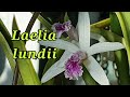 Laelia lundii и её гибрид.