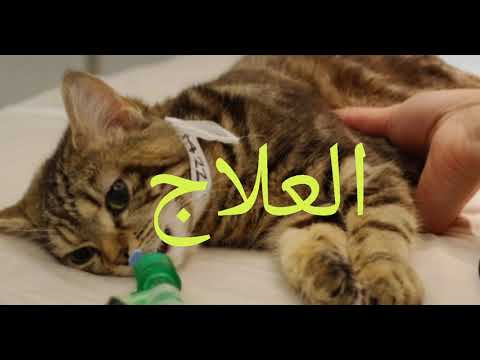 فيروس التيفوس للقطط🐈🐈👈 الأعراض👈الأسباب👈العلاج👈والوقاية منه🕵️