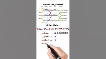 brachial plexus anatomy | brachial plexus mnemonic