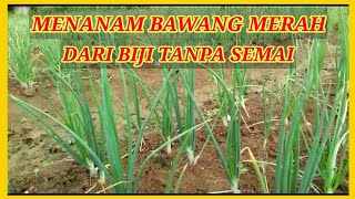 Menanam Bawang Dari Biji Tanpa Semai