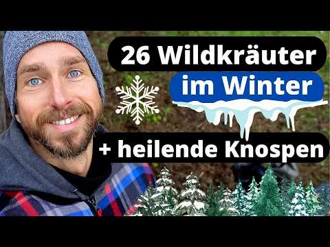 26 essbare Wildkräuter + heilende Knospen im Winter - Inhaltsstoffe, Wirkung