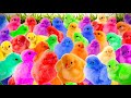Catch cute chicks, colorful chicks, rainbow chicks, rainbow chicks, rabbits, ducks, turtles