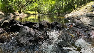 Black water creek preserve 7 mile hike.