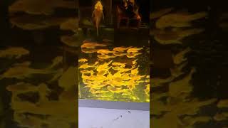 L144 Albino Vatozlarda Yine Bir El Yapımı Yem Denemesi