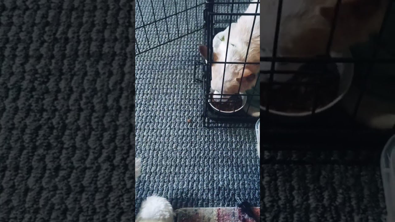 Angry Chihuahua Hector Doesn't want to Share! #chihuahuas #funny #doglovers