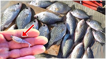 Catching Crappie Every Cast! Easy Way To Catch Crappie For Dinner!
