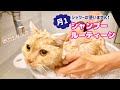 【猫のお風呂】時短！ブラッシングからノミダニ駆除薬まで（完全版）