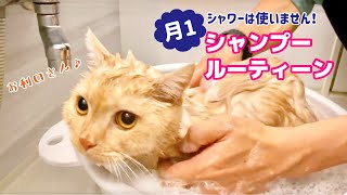 【猫のお風呂】時短！ブラッシングからノミダニ駆除薬まで（完全版）